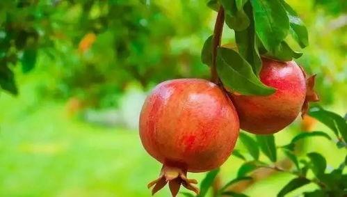 娱乐吃瓜酱买石榴,石榴盛宴,甜蜜来袭! 第2张 娱乐吃瓜酱买石榴,石榴盛宴,甜蜜来袭! 第2张